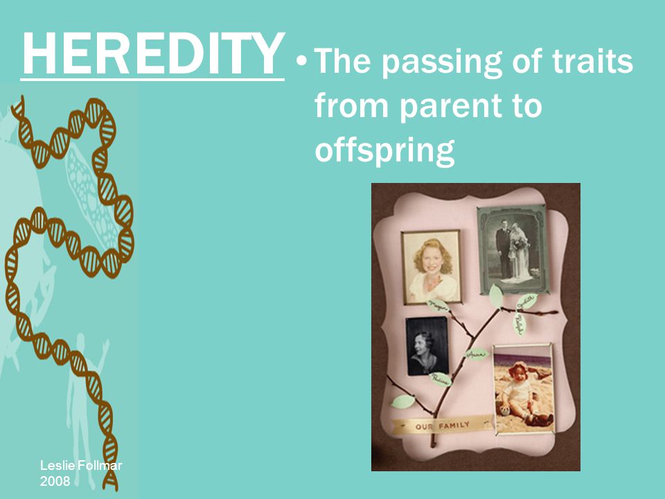 Leslie Follmar 2008 HEREDITY The passing of traits from parent to offspring