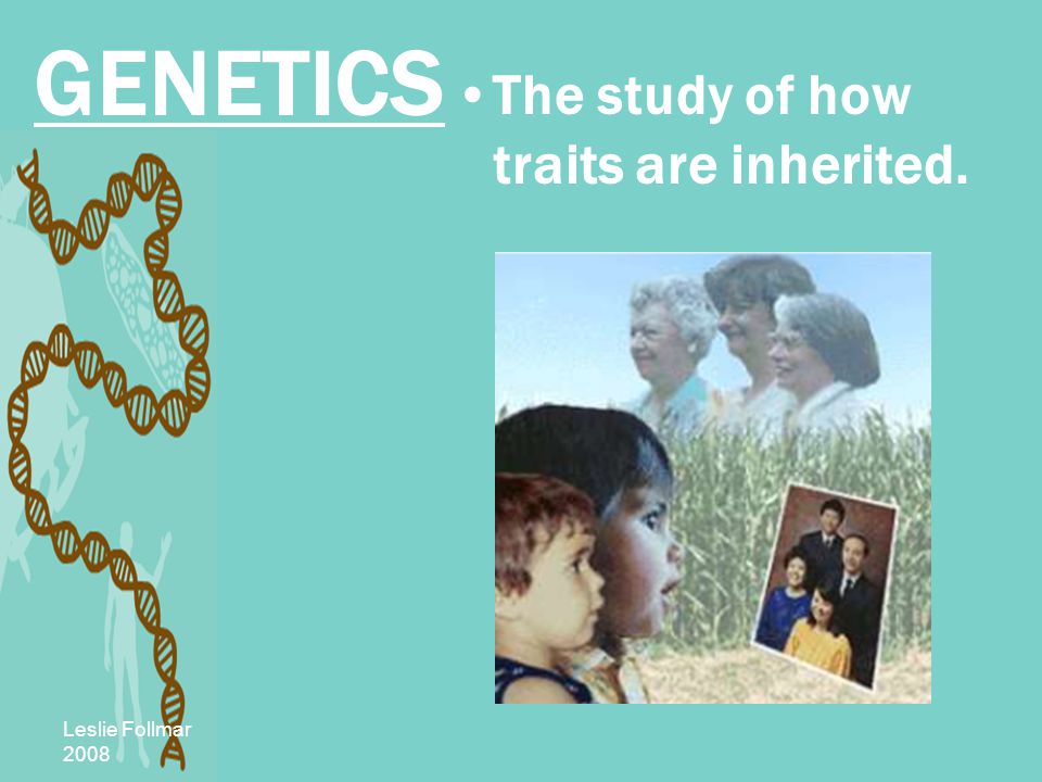 Leslie Follmar 2008 GENETICS The study of how traits are inherited.