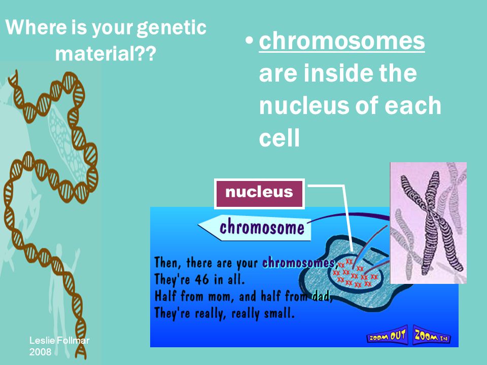 Leslie Follmar 2008 chromosomes are inside the nucleus of each cell nucleus Where is your genetic material