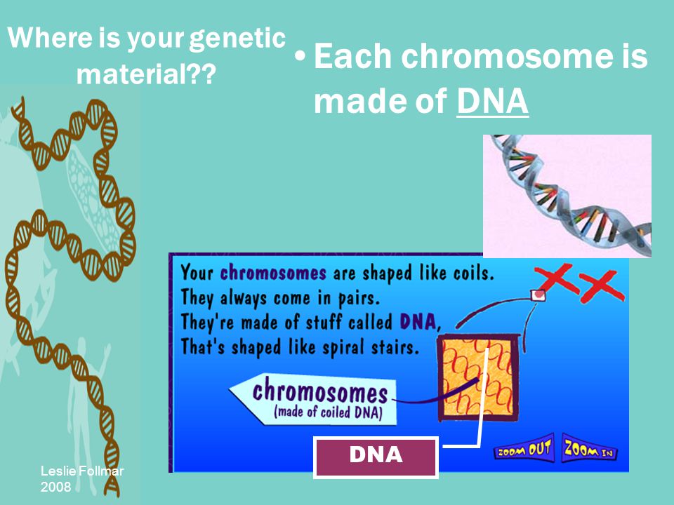 Leslie Follmar 2008 Each chromosome is made of DNA DNA Where is your genetic material