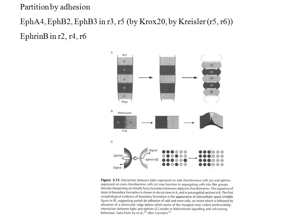 Partition by adhesion EphA4, EphB2, EphB3 in r3, r5 (by Krox20, by Kreisler (r5, r6)) EphrinB in r2, r4, r6