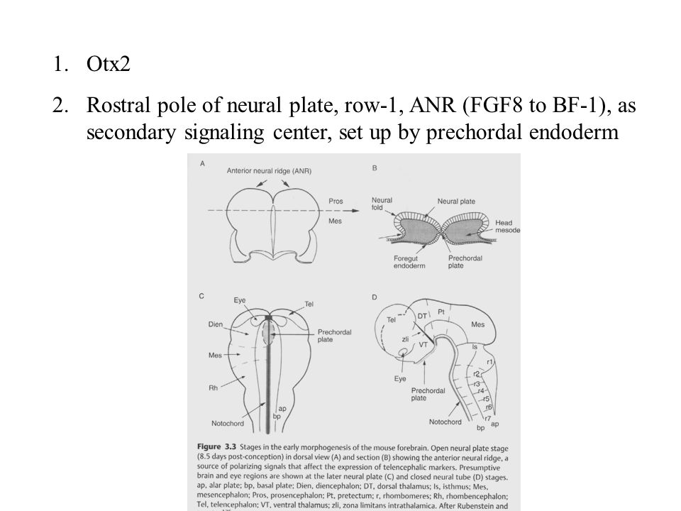 1.Otx2 2.Rostral pole of neural plate, row-1, ANR (FGF8 to BF-1), as secondary signaling center, set up by prechordal endoderm
