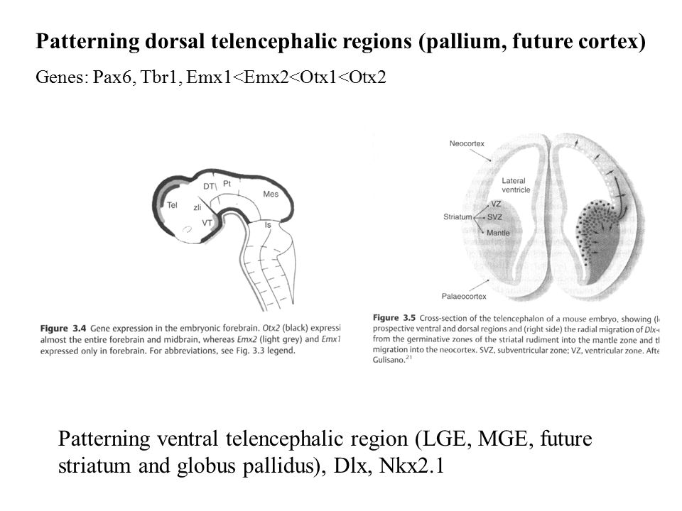 Patterning dorsal telencephalic regions (pallium, future cortex) Genes: Pax6, Tbr1, Emx1<Emx2<Otx1<Otx2 Patterning ventral telencephalic region (LGE, MGE, future striatum and globus pallidus), Dlx, Nkx2.1