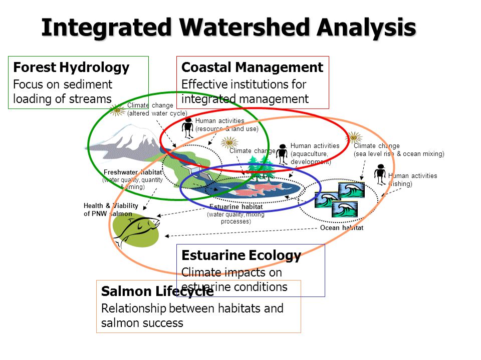 Human activities (fishing) Freshwater habitat (water quality, quantity & timing) Estuarine habitat (water quality, mixing processes) Ocean habitat Climate change (altered water cycle) Human activities (resource & land use) Human activities (aquaculture, development) Climate change (sea level rise & ocean mixing) Health & Viability of PNW salmon Climate change Integrated Watershed Analysis Forest Hydrology Focus on sediment loading of streams Salmon Lifecycle Relationship between habitats and salmon success Coastal Management Effective institutions for integrated management Estuarine Ecology Climate impacts on estuarine conditions