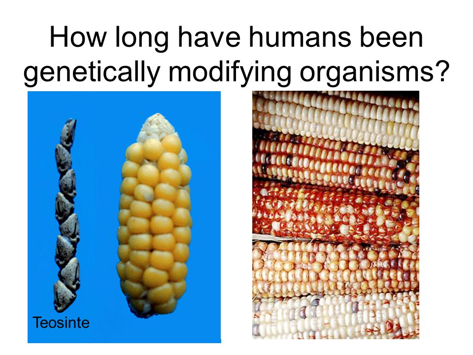 How long have humans been genetically modifying organisms.