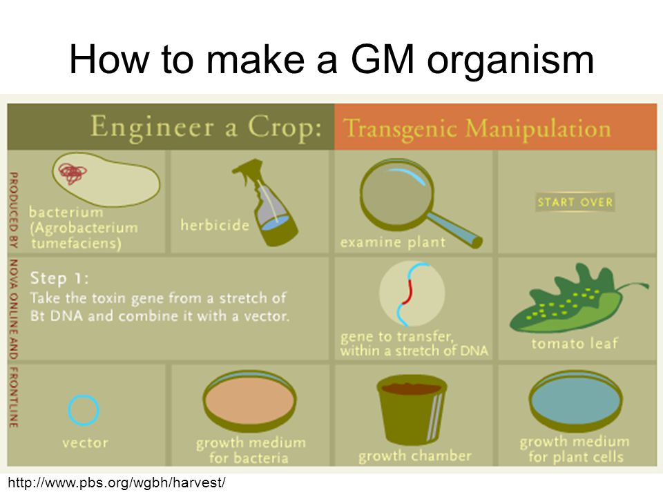 How to make a GM organism Clone gene into vector (i.e.