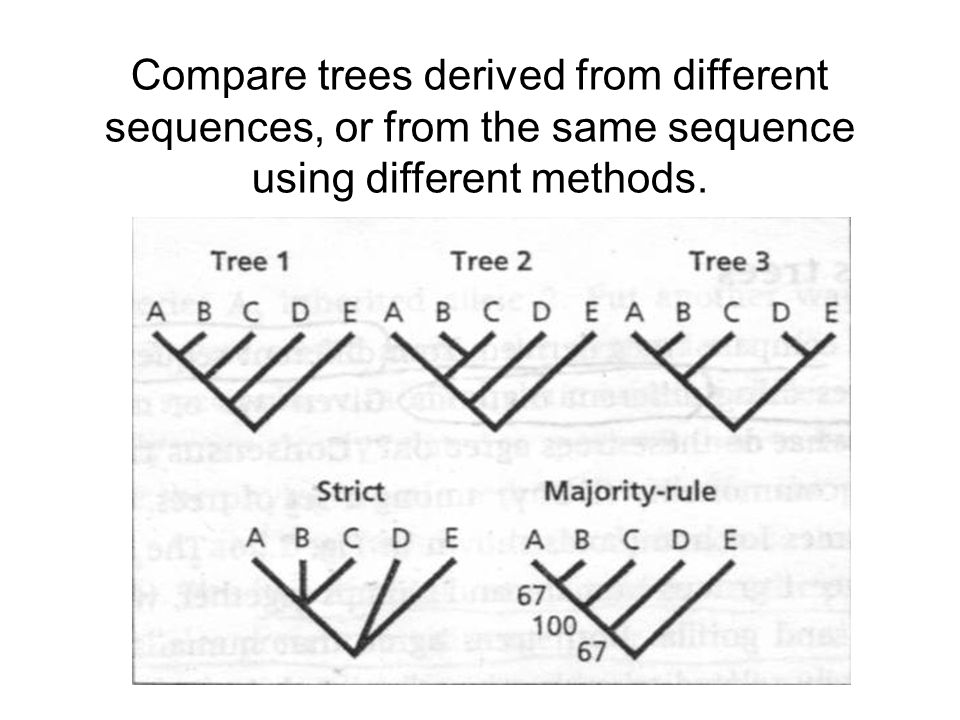 Compare trees derived from different sequences, or from the same sequence using different methods.