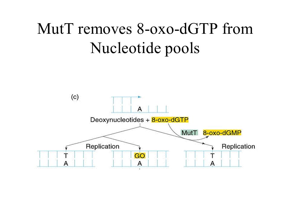 Analysis of 8-oxo-dGTP, a mutagenic nucleotide, at physiological levels in  E.coli Jordan Kane Boutilier Mentor: Dr. Christopher Mathews Department of  Biochemistry. - ppt download