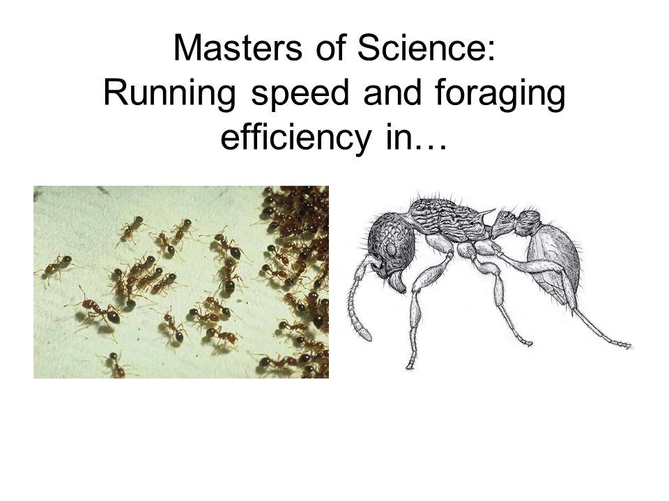 Masters of Science: Running speed and foraging efficiency in…