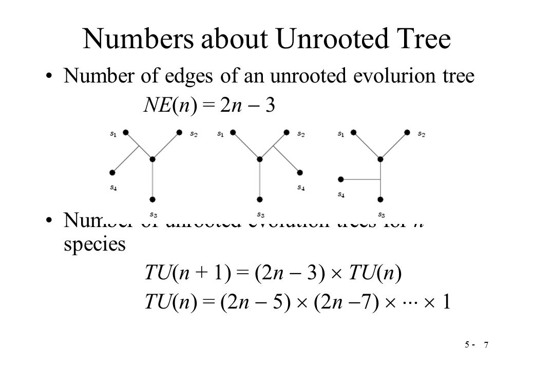 7 Numbers about Unrooted Tree Number of edges of an unrooted evolurion tree NE(n) = 2n  3 Number of unrooted evolution trees for n species TU(n + 1) = (2n  3)  TU(n) TU(n) = (2n  5)  (2n  7)    1