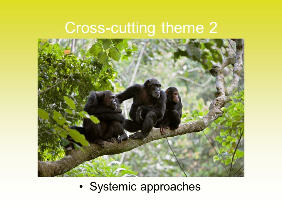 Cross-cutting theme 2 Systemic approaches