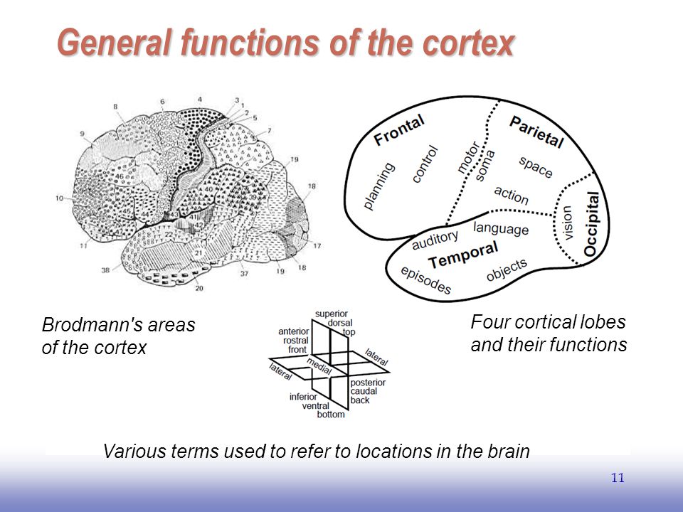 EE General functions of the cortex Brodmann s areas of the cortex Four cortical lobes and their functions Various terms used to refer to locations in the brain