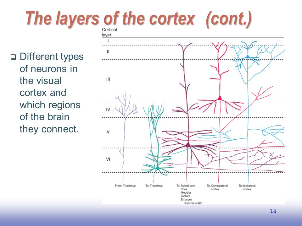 EE The layers of the cortex(cont.)  Different types of neurons in the visual cortex and which regions of the brain they connect.