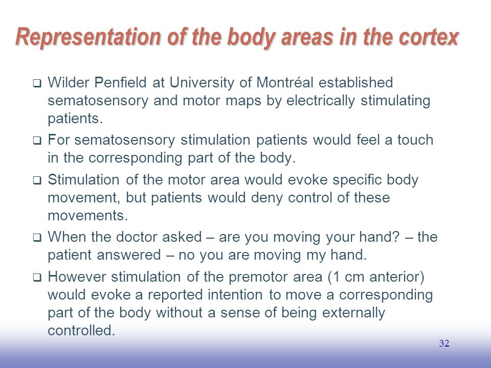 EE Representation of the body areas in the cortex  Wilder Penfield at University of Montréal established sematosensory and motor maps by electrically stimulating patients.