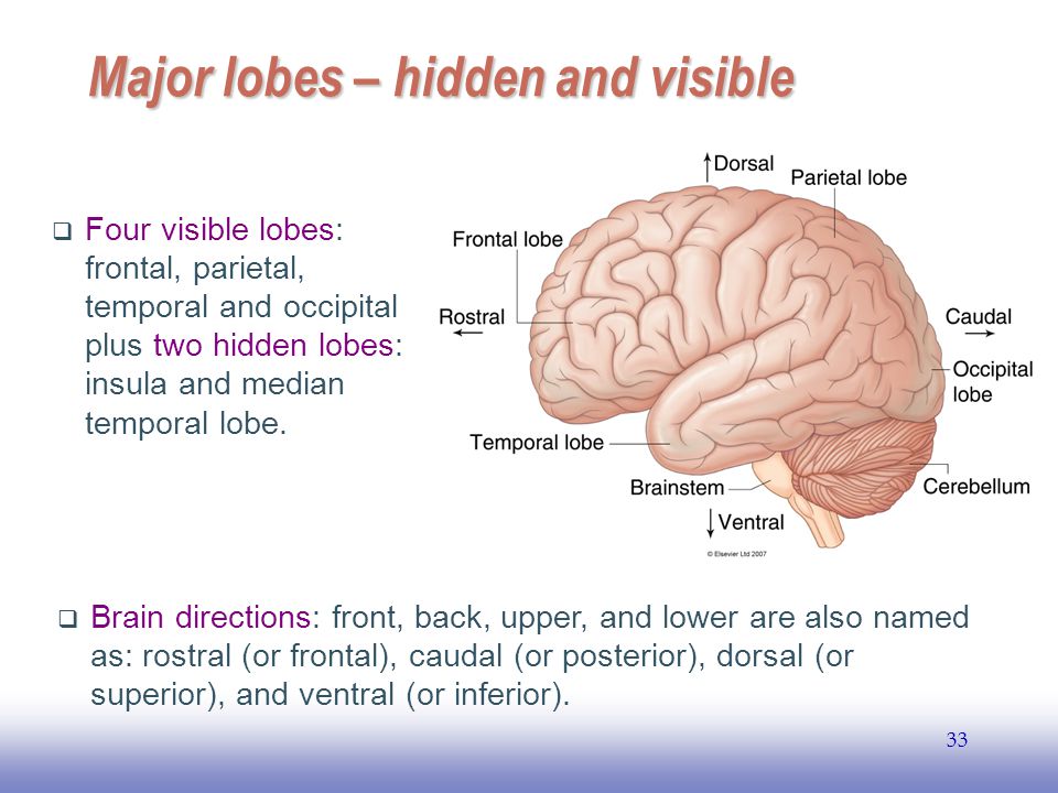 EE Major lobes – hidden and visible  Four visible lobes: frontal, parietal, temporal and occipital plus two hidden lobes: insula and median temporal lobe.