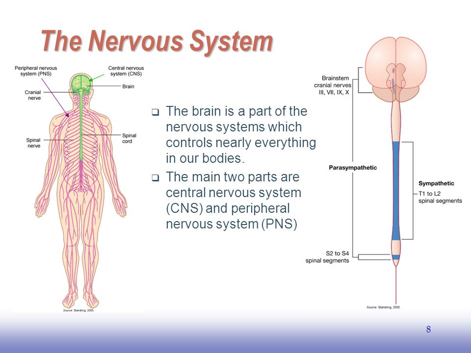 EE141 8 The Nervous System  The brain is a part of the nervous systems which controls nearly everything in our bodies.