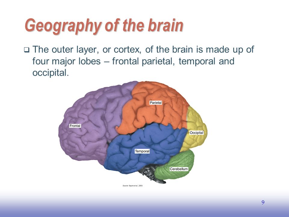 EE141 9 Geography of the brain  The outer layer, or cortex, of the brain is made up of four major lobes – frontal parietal, temporal and occipital.