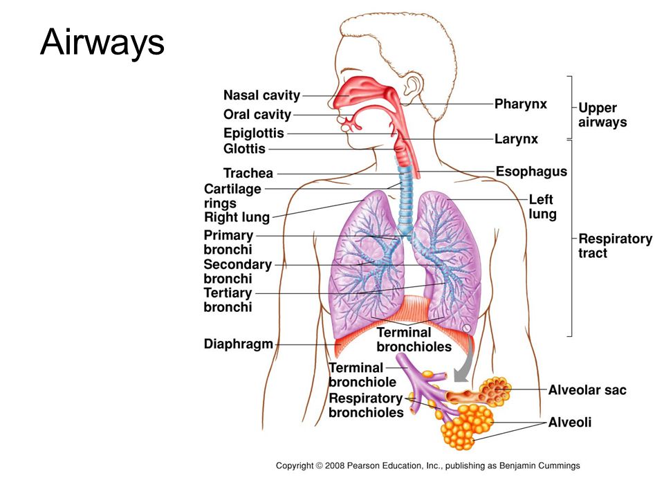 Дыхательная система человека. Дыхательная система человека раскраска. Respiratory System Airways. Дыхательная система мужчины и женщины.