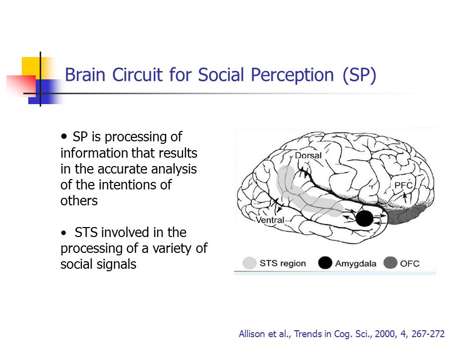 Brain Circuit for Social Perception (SP) Allison et al., Trends in Cog.