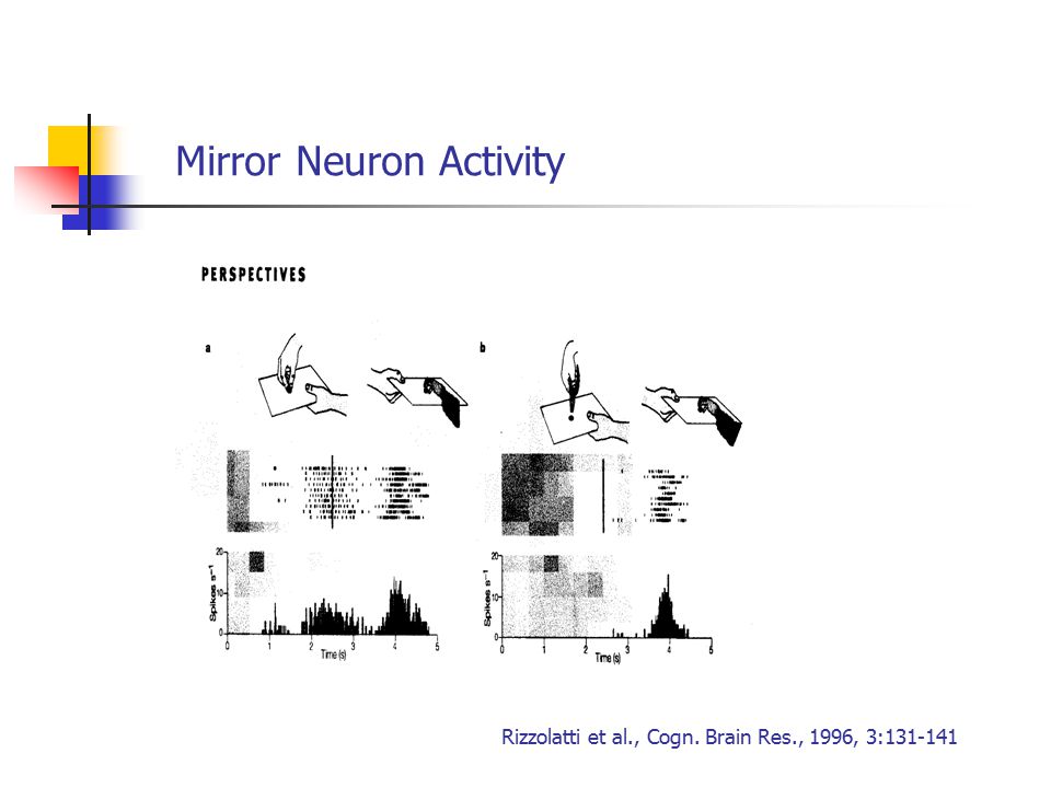 Rizzolatti et al., Cogn. Brain Res., 1996, 3: Mirror Neuron Activity