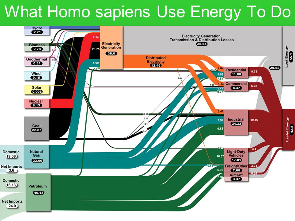 What Homo sapiens Use Energy To Do