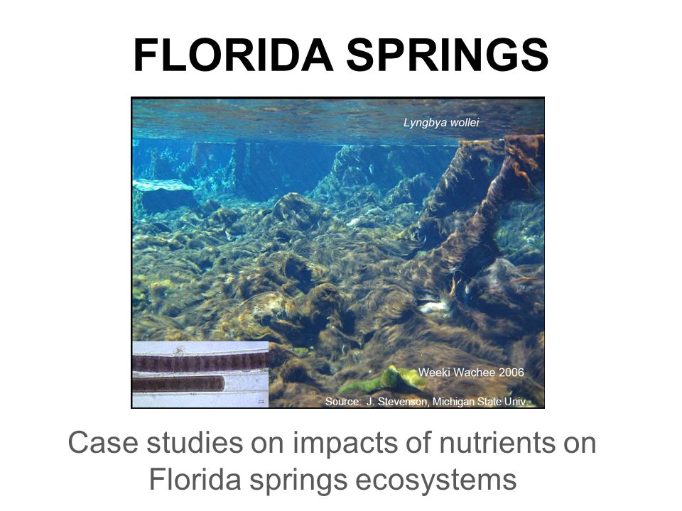 FLORIDA SPRINGS Case studies on impacts of nutrients on Florida springs ecosystems Source: J.