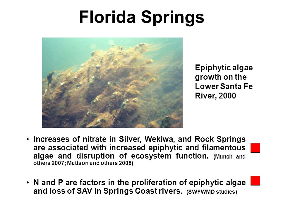 Florida Springs Increases of nitrate in Silver, Wekiwa, and Rock Springs are associated with increased epiphytic and filamentous algae and disruption of ecosystem function.