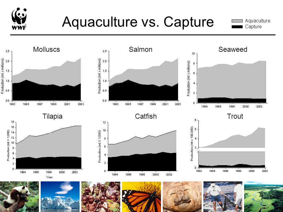 Aquaculture vs. Capture Tilapia MolluscsSeaweed CatfishTrout Salmon