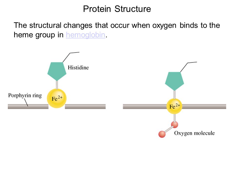 Protein Structure The structural changes that occur when oxygen binds to the heme group in hemoglobin.hemoglobin