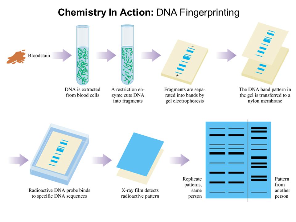Chemistry In Action: DNA Fingerprinting