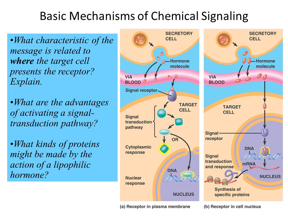 Chemical Signaling. Chemical Communication Briefly describe the two major  forms of intercellular communication in animal bodies. Which organ systems  are. - ppt download