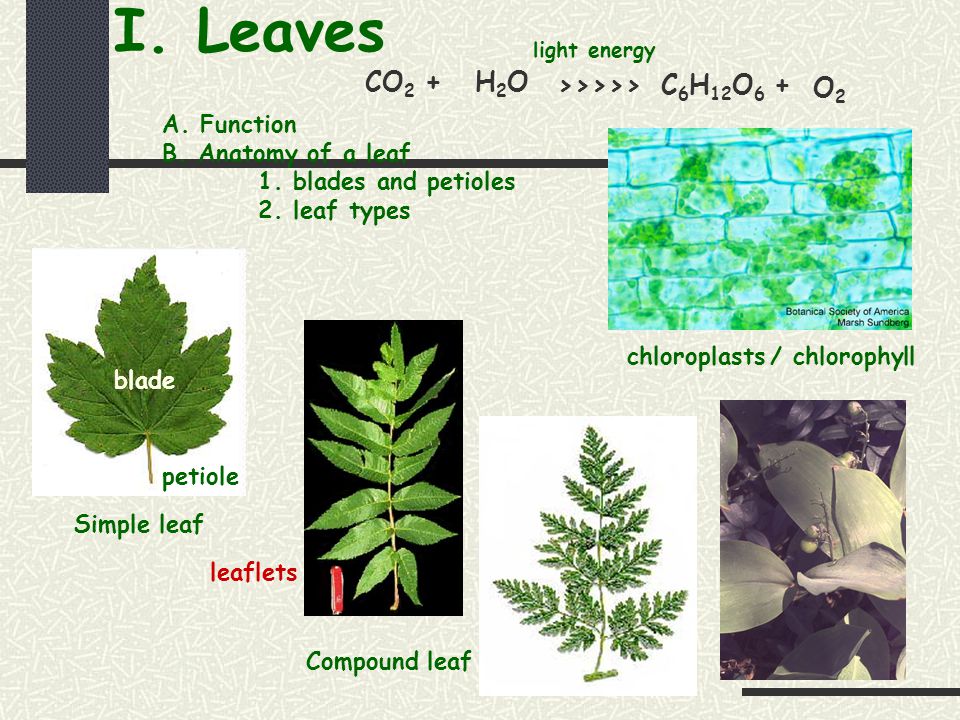 Leaves I Leaves A Function B Anatomy Of A Leaf 1 Blades And Petioles 2 Leaf Types 3 Vein Patterns 4 Other Features Of Leaves C Leaves Of Grass Ppt Download