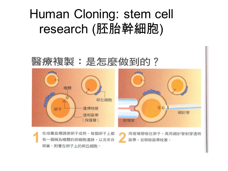 Human Cloning: stem cell research ( 胚胎幹細胞 )