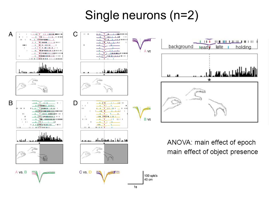 background early late holding ANOVA: main effect of epoch main effect of object presence Single neurons (n=2)