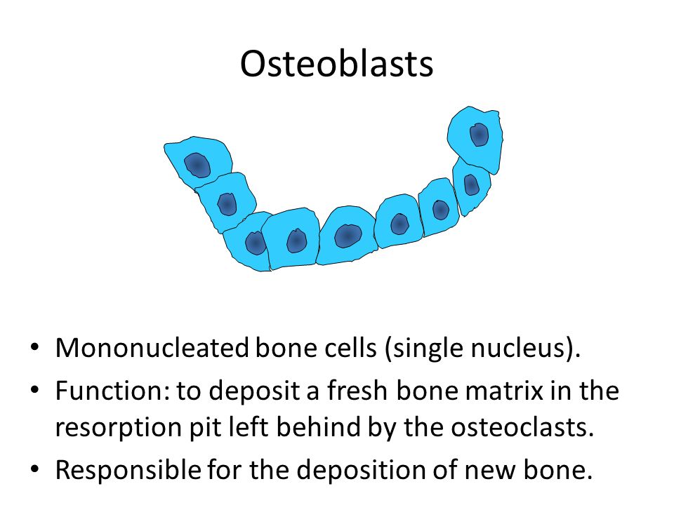 Osteoblasts Mononucleated bone cells (single nucleus).