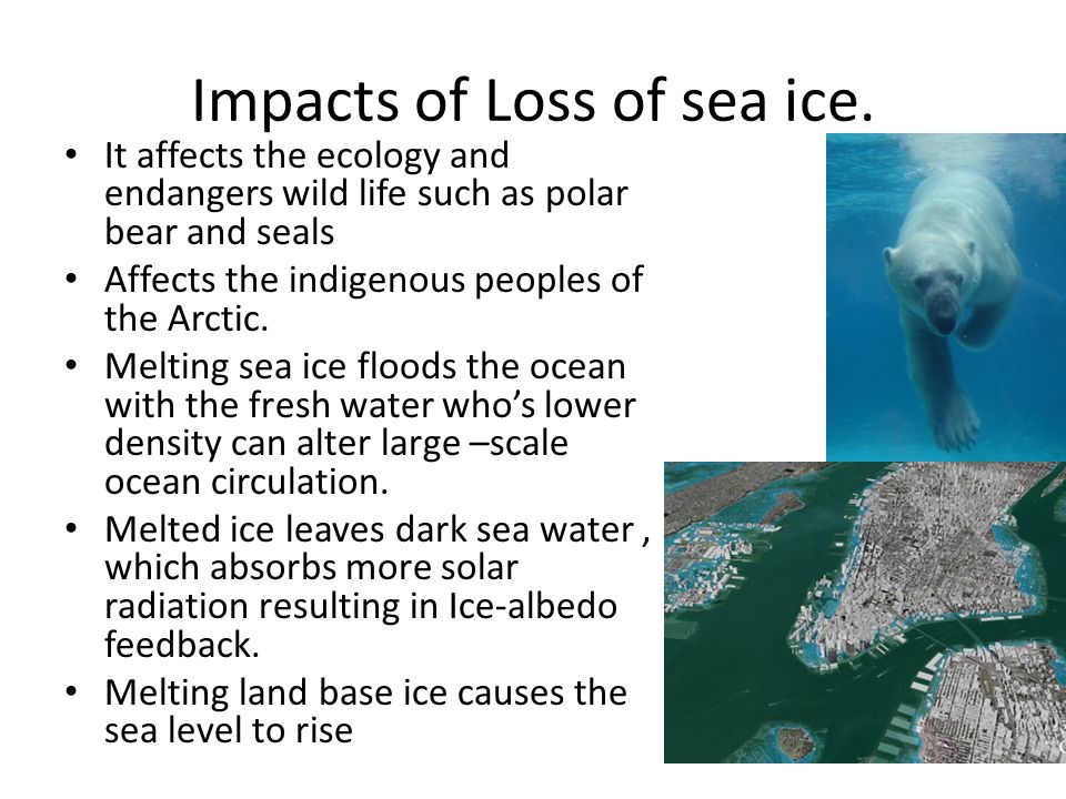 Impacts of Loss of sea ice.