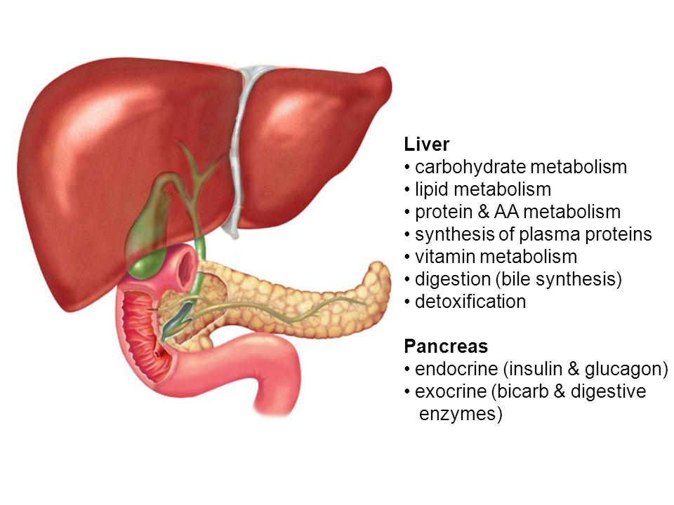 Печень организма углеводы. Метаболизм в печени. Печеночный метаболизм. Protein metabolism in Liver. Метаболизм в печени картинки.