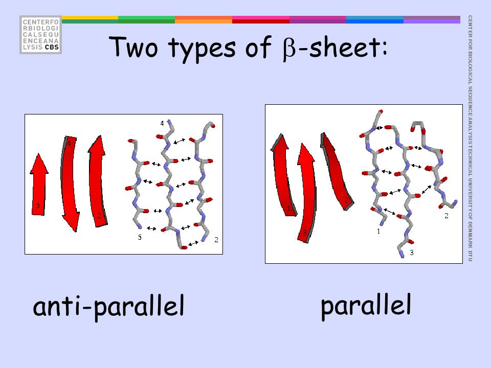 CENTER FOR BIOLOGICAL SEQUENCE ANALYSISTECHNICAL UNIVERSITY OF DENMARK DTU Two types of  -sheet: anti-parallel parallel
