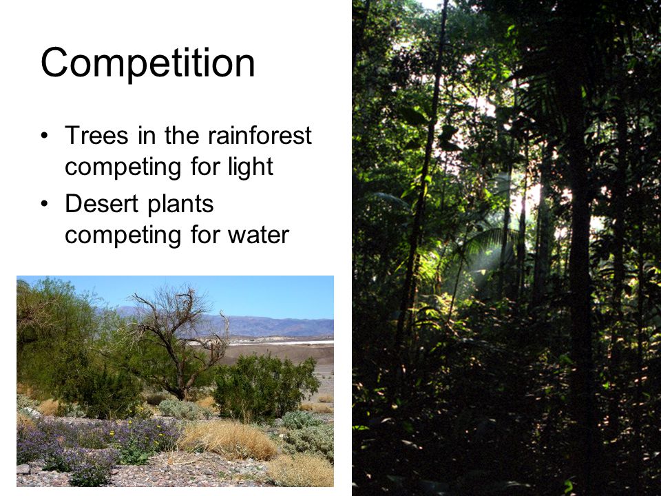 Types of Species Interactions. Competition Trees in the rainforest competing for light plants for water. - ppt download