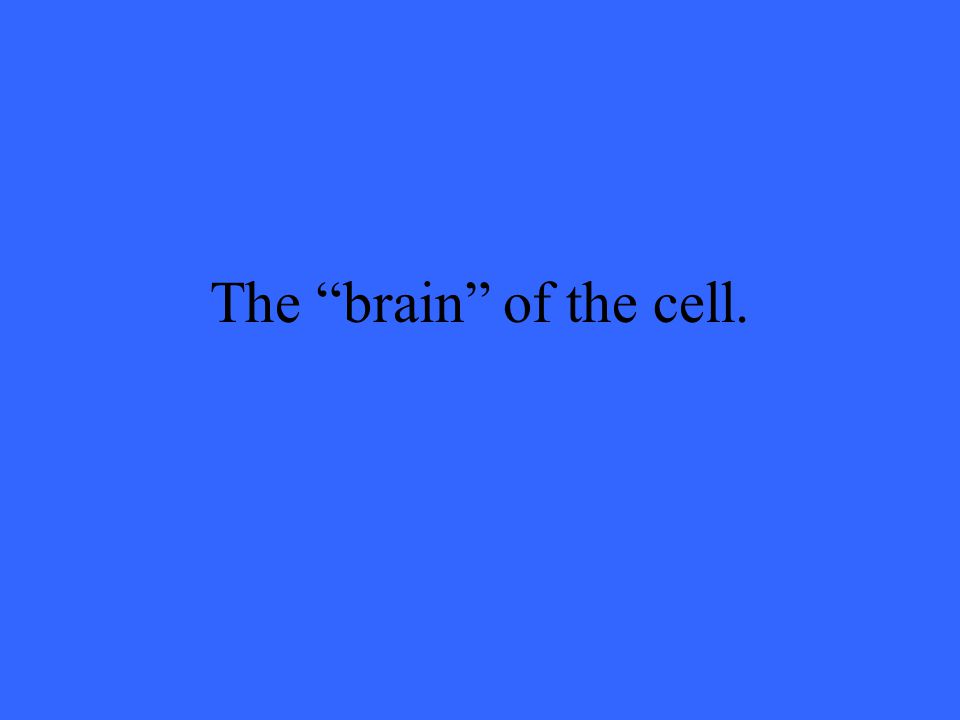 The brain of the cell.