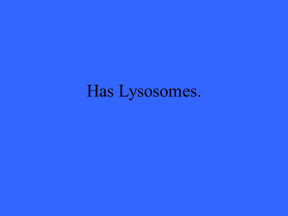 Has Lysosomes.