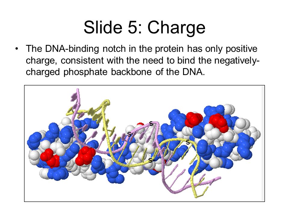 Slide 5: Charge The DNA-binding notch in the protein has only positive charge, consistent with the need to bind the negatively- charged phosphate backbone of the DNA.