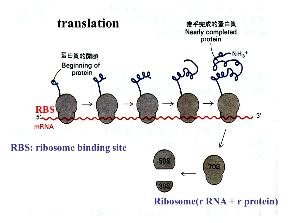 translation RBS RBS: ribosome binding site Ribosome(r RNA + r protein) -  ppt download