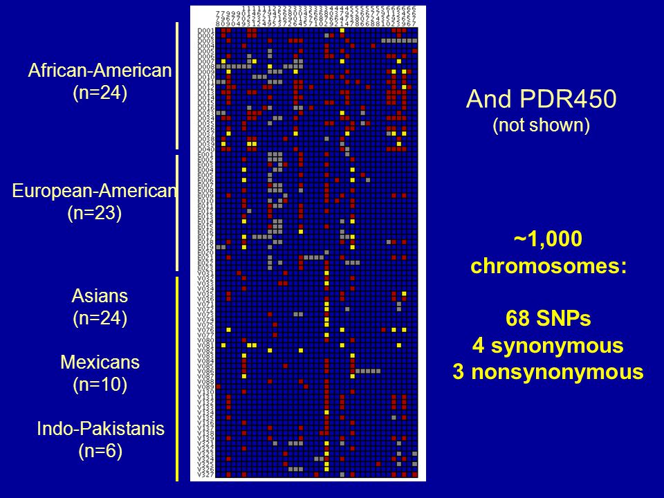 African-American (n=24) European-American (n=23) Asians (n=24) Mexicans (n=10) Indo-Pakistanis (n=6) And PDR450 (not shown) ~1,000 chromosomes: 68 SNPs 4 synonymous 3 nonsynonymous