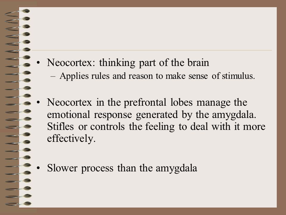Neocortex: thinking part of the brain –Applies rules and reason to make sense of stimulus.