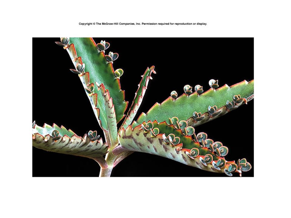 asexual reproduction regeneration Irises asexual reproduction regeneration Irises