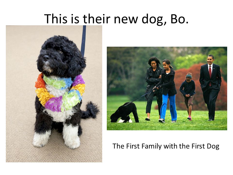 This is their new dog, Bo. The First Family with the First Dog