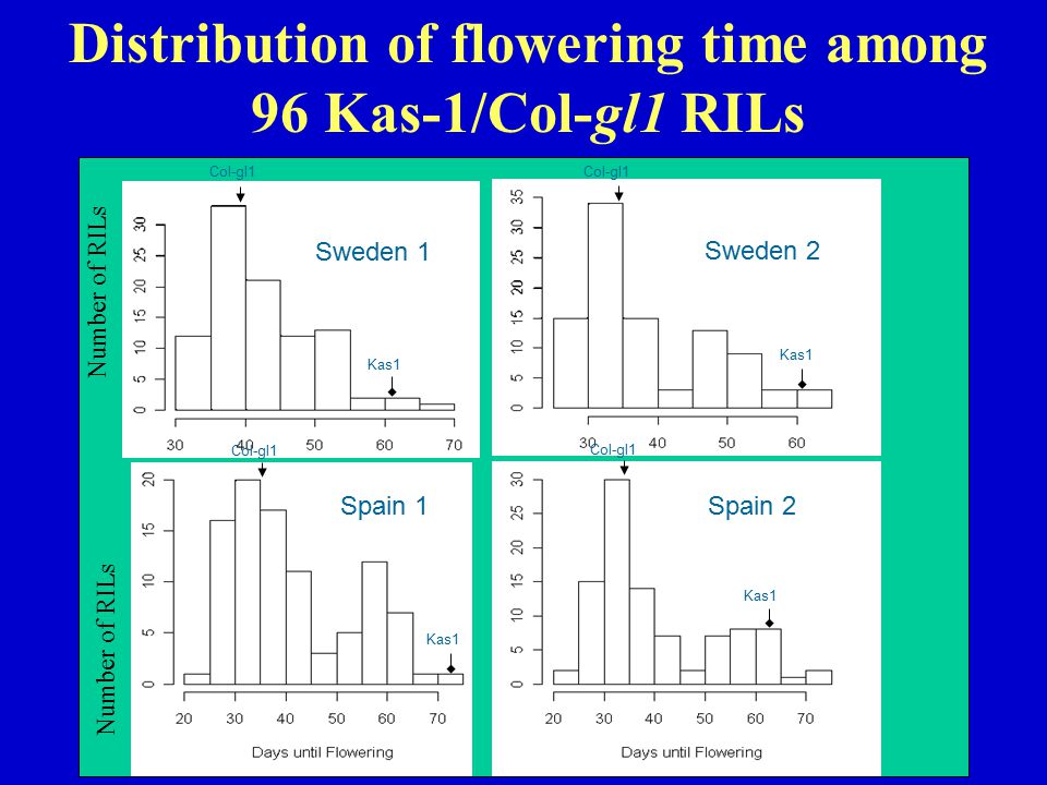 Sweden 1 Col-gl1 Kas1 Sweden 2 Col-gl1 Kas1 Spain 1 Col-gl1 Kas1 Spain 2 Col-gl1 Kas1 Distribution of flowering time among 96 Kas-1/Col-gl1 RILs Number of RILs