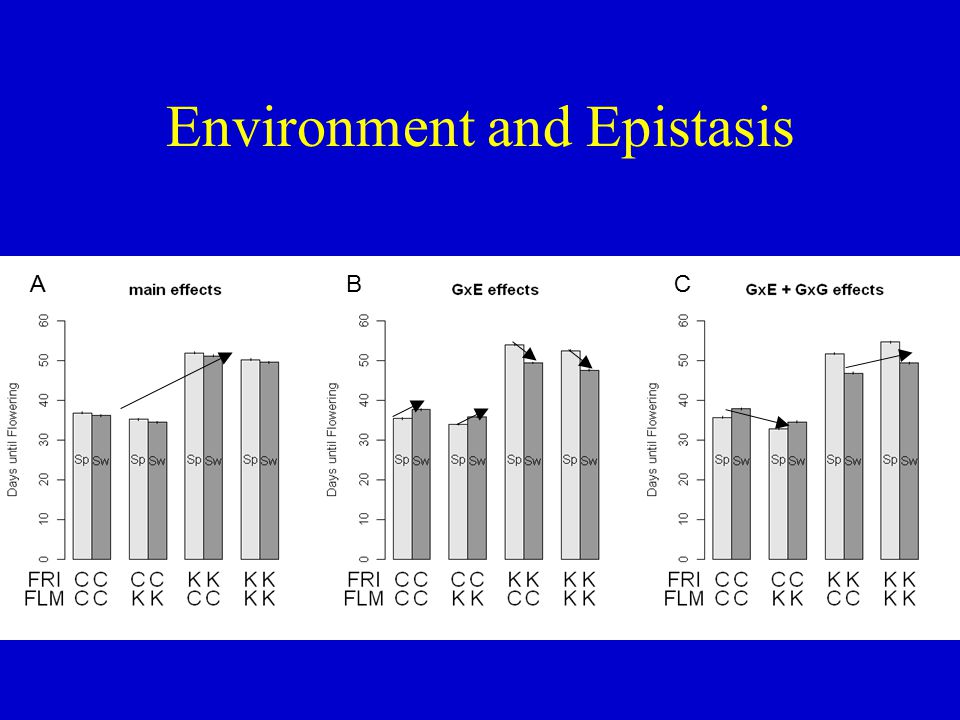 Environment and Epistasis ABC