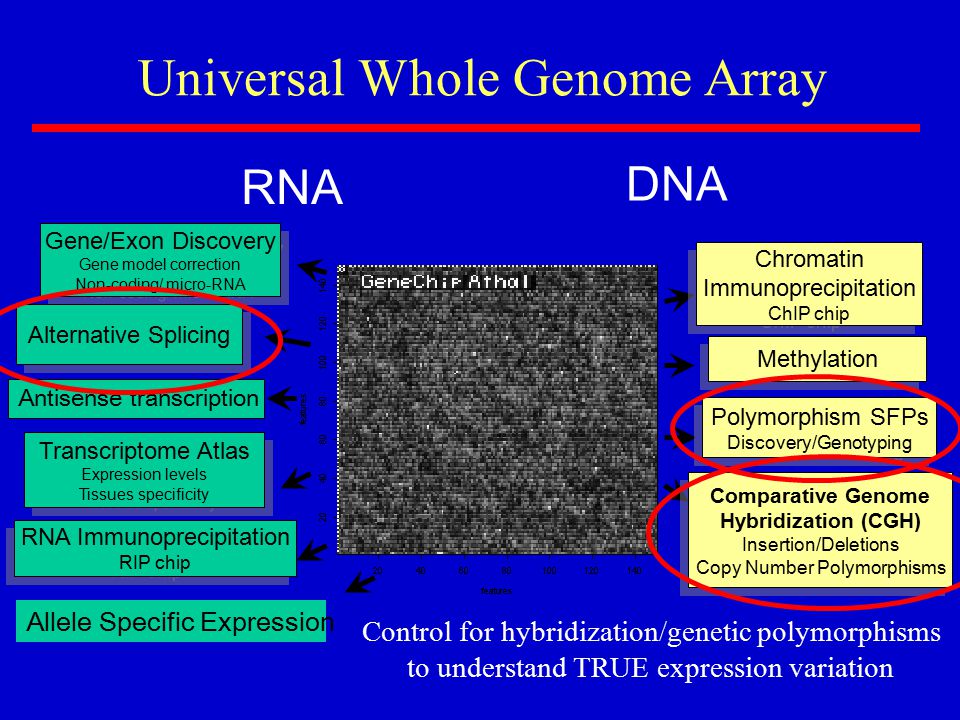 RNA DNA Universal Whole Genome Array Transcriptome Atlas Expression levels Tissues specificity Transcriptome Atlas Expression levels Tissues specificity Gene/Exon Discovery Gene model correction Non-coding/ micro-RNA Gene/Exon Discovery Gene model correction Non-coding/ micro-RNA Alternative Splicing Comparative Genome Hybridization (CGH) Insertion/Deletions Copy Number Polymorphisms Comparative Genome Hybridization (CGH) Insertion/Deletions Copy Number Polymorphisms Methylation Chromatin Immunoprecipitation ChIP chip Chromatin Immunoprecipitation ChIP chip Polymorphism SFPs Discovery/Genotyping Polymorphism SFPs Discovery/Genotyping Control for hybridization/genetic polymorphisms to understand TRUE expression variation RNA Immunoprecipitation RIP chip RNA Immunoprecipitation RIP chip Antisense transcription Allele Specific Expression